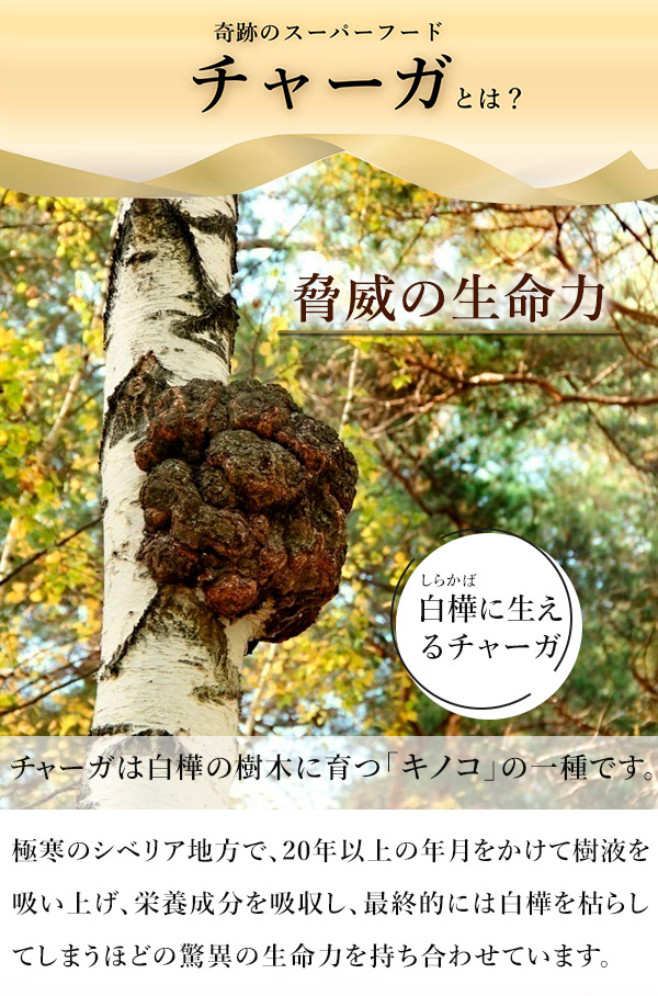 奇跡のキノコ】チャーガ 商品詳細 | Metrond