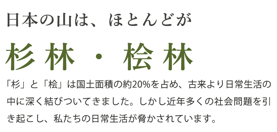 すぎひのきどりんく